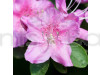 Azalea Purple Color flower Plant