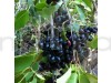 Black jamun Fruit Plant