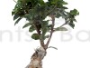 Blue Dotted Ceremic Planter with Ficus Plant