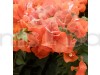 Bougainville Orange Color flower plants