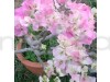 Bougainville Pink & White Shade flower plants