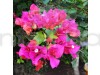 Bougainville Pink Color flower plants