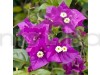 Bougainville Purple Color flower plants