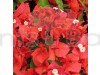 Bougainville Red Color flower plants