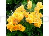 Bougainville Yellow Color flower plants