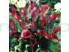 Calla lily Maroon bulb