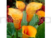 Calla lily Yellow bulb
