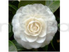 Camellia (White) Flower Plant