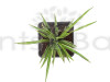 Chlorophytum Comosum Spider Plant