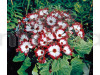 Cineraria Mixed Hybrid Flowering Seeds