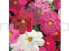 Cosmos Mixed Flowering Seeds