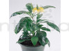 Crossandra Yellow Flower Plant