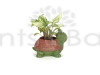 Cute Tortoise Resin Syngonium Pot