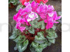 Cyclamen Persicum Plant