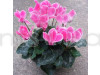 Cyclamen Persicum Plant