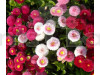 Daisy Mixed Bellis Perensis Hybrid Flowering Seeds