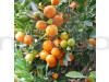 Darjeeling Orange Fruit Plant