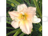 Daylily Pink Color Flower Bulbs