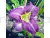 Daylily Purple Color Flower Bulbs