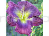 Daylily Red & Yellow Shade Flower Bulbs