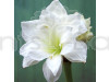 Daylily White Color Flower Bulbs
