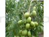 Dream Mall Amra Fruit Plant (All Time)