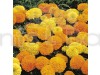 F1 Marigold Inca Mixed Hybrid Flowering Seeds