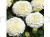 F-1 Marigold Vanilla White Hybrid Flowering Seeds