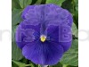 F1 Pansy Pure blue Hybrid Flowering Seeds
