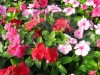 F1 Trailing Vinca Mixed Hybrid Flowering Seeds