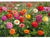 F1 Zinnia Sacbiosa Mixed Hybrid Flowering Seeds