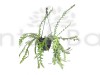 Fishbone Cactus/Selenicereus anthonyanus