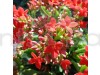Florist Kalanchoe Red Color Flower Plant