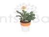 Gerbera - Perennial Flower
