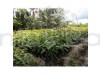 Gourmati Mango Fruit Grafted Plant