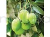 Gourmati Mango Fruit Grafted Plant