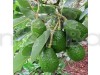 Grafted Avocado Fruit Plant