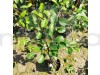 Thai variety apple ber Fruit Plant
