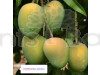 Hari Vanga Mango Plant