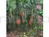 Heliconia Rostrata Flowering Plant