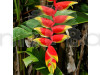 Heliconia Rostrata Flowering Plant