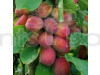 Hybrid Aloo Bukhara Fruit Plant
