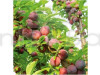 Hybrid Alubukra Fruit Plant