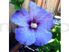 Hybrid Blue Hybiscus plants