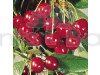 Hybrid Cherry Fruit Plant