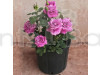 Hybrid Grafted Rose (Purple) Plant