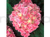 Hybrid Hydrangea Pink Shade Flower Plant