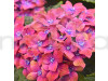 Hybrid Hydrangea Red & Blue Shade Flower Plant