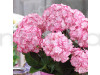 Hybrid Hydrangea White & Pink Shade Flower Plant