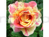 Hybrid Rose Pink & Yellow Shaded Flower Plant